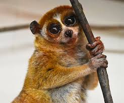 A Tiny Addition To Your Akron Zoo Www Akronzoo Org