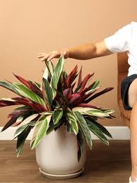 Image result for stromanthe