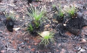 Image result for Bulbostylis contexta