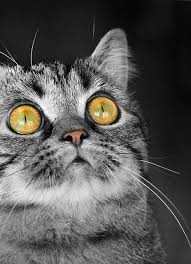 Black And White Cat Pictures To Color Amber Black White Color Splash Cats And Kittens Cute Cats