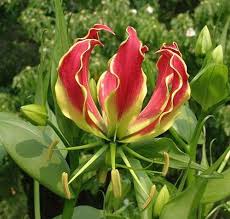 Image result for Gloriosa superba