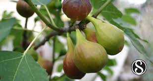 'masui dauphine' ('san piero' sensu condit, 1955), a major fig cultivar in japan, is sensitive to the disease. Response Of Two Fig Ficus Carica L Varieties After Receiving Brassinolide On Leaf Shoot And Root Segment Scialert Responsive Version
