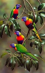 Wonderful Birds Papaganlar Rengarenk Kuslar Kus