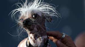 Hunde-Schau: So hässlich und trotzdem kein Sieger | STERN.de