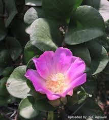 Image result for Pereskia