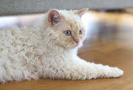 The Poodle Cat Is Like No Other Cat Breed You Won T Be Able To Get Over Their Curly Fluff Cat Breeds Rex Cat All Cat Breeds