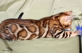 They will certainly call your vet for any sort of pets that. Dj Lovely Bengals The Bengal Cat Directory Resource For Bengal Cats Kittens And Information