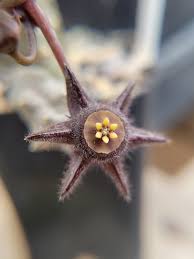 Image result for Duvalia polita