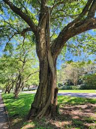 Image result for Tinospora fragosa