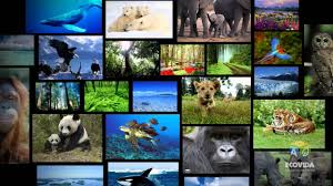 Resultado de imagen para collage del cuidado del medio ambiente