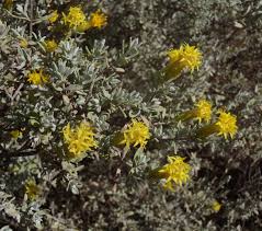 Image result for Pteronia glauca