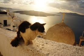 It reads well, and contains an impressive. A Darker Side To A Paradise Island Santorini S Forgotten Animals Sawa