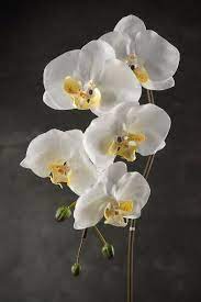 Botanicals Orchid Flower Arrangements Orchid Photography Orchid Flower