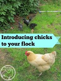 May there be a success at every turn of life and all your dreams come true! Introducing Chicks To Your Flock