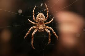 Do you know what's lurking in your home? Which Spider Traps Work Best Terminix