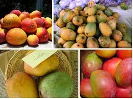 Mango Season Is In Full Swing Here In Saint Lucia What Is Your Favorite Type Of Mango Mango St Lucia Fruit