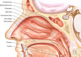 The nasal septum divides the cavity into two cavities, also known as fossae. Nasal Passageways Springerlink