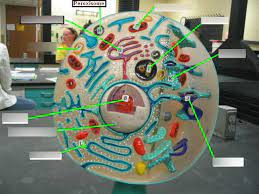 Plant cell vs animal cell quizlet. Plant Cell Vs Animal Cell Model Diagram Quizlet