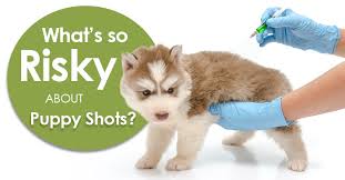 Puppy vaccinations are given to protect your pet from the life threatening diseases they come into contact with. What S So Risky About Puppy Shots Dogs Naturally