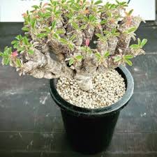 Image result for Euphorbia mlanjeana