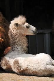 The bactrian camel is a large animal and one that is often confused with other camel species. Bactrian Camel