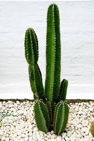 Image result for Cereus jamacaru