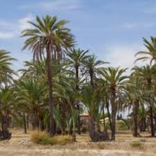Cultivation of date palms in elche is known at least since the iberian times, dating around the fifth century b.c. 2 The Palmeral De Elche Alicante A Palm Grove Of One Of The Numerous Download Scientific Diagram