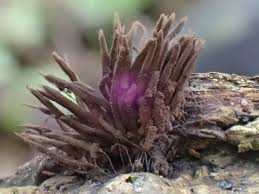 Image result for Stemonitis splendens