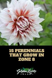 If you can provide shade for part of the day, or if you have a planting location in dappled shade under a deciduous tree, selecting shade tolerant perennials for zone 8 is. 15 Perennials That Grow In Zone 8 Garden Lovers Club Shade Perennials Perennials Annuals Vs Perennials