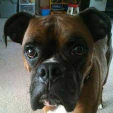 Are boxers and bulldogges from the same breed? Boxer Haven Rescue Home Facebook