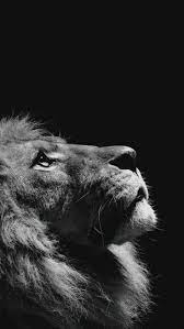 60 Cute Animals Iphone Wallpapers You Would Love To Download Iphone Backgrounds Nature Animal Wallpaper Dark Wallpaper