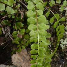 Image result for Asplenium diplazisorum
