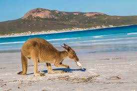They are carnivorous and feed on molluscs and crustaceans. Kangaroo Eating A Puffer Fish Abc News Australian Broadcasting Corporation