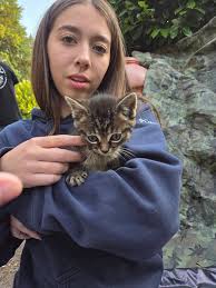 Kitsap Lost & Found Pet Search