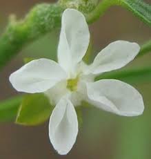 Image result for Limeum fenestratum