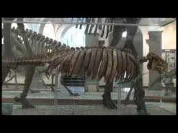 Palaontologisches Museum Munchen Palaeontological Museum Munich Youtube