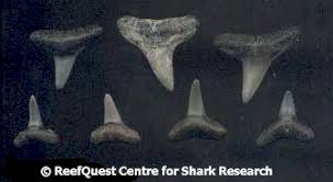 a guide to fossil shark teeth