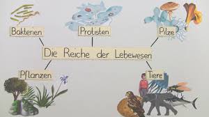 Reich Der Lebewesen I Inkl Ubungen