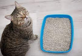 We did not find results for: Ini 7 Gejala Kucing Menderita Gangguan Saluran Kemih