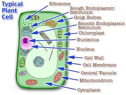 The endoplasmic reticulum, or er, is an organelle found in all eukaryotic cells. Cell Parts Genetics Note