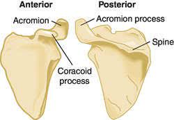 Two large muscles attach to the front part of the scapula where it rests against the chest wall. Scapula Definition Of Scapula By Medical Dictionary
