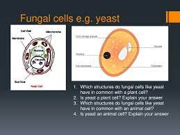 Diagram represents part of an animal cell which has been put in distilled water. Unit 1 Cell Biology Section B Cell Structure And Function Ppt Download