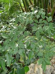 Image result for Gonatopus