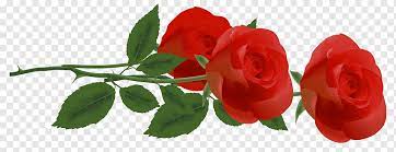 Maybe you would like to learn more about one of these? Tiga Mawar Merah Bunga Mawar Tiga Mawar Merah Cdr Merangkai Bunga Mawar Png Pngwing
