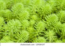 Image result for Haloragaceae