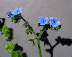 Image result for Cynoglossum lanceolatum