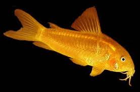 Corydoras Aquarium Catfish Pictures Care Feeding Food Diet Aquarium Catfish Tropical Freshwater Fish Aquarium Fish