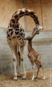 A Speedy Giraffe Delivery At Auckland Zoo Zooborns Giraffe Mother And Baby Animals