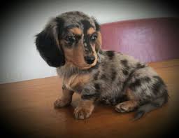 Larolyn Dachshunds Silver Dapple Girl Dapple Dachshund Miniature Dapple Dachshund Dachshund Puppies
