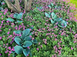Image result for Geranium arabicum
